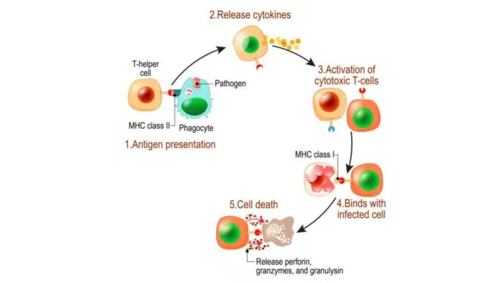 5 steps of T cell activation 1. antigen presentation 2. release cytokines 3. activation of cytotoxic T cells 4. T cell binds with infected cell and 5. cell death