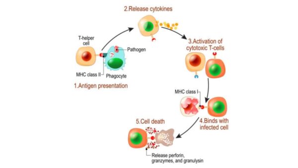 How Do T Cells Become Activated | Cell Processing and Isolation Services