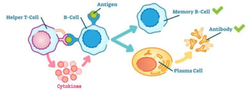 helper t cell diagram