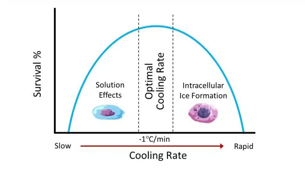 Optimal freezing rate for cells