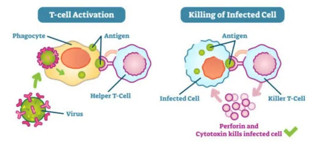 helper t cell diagram