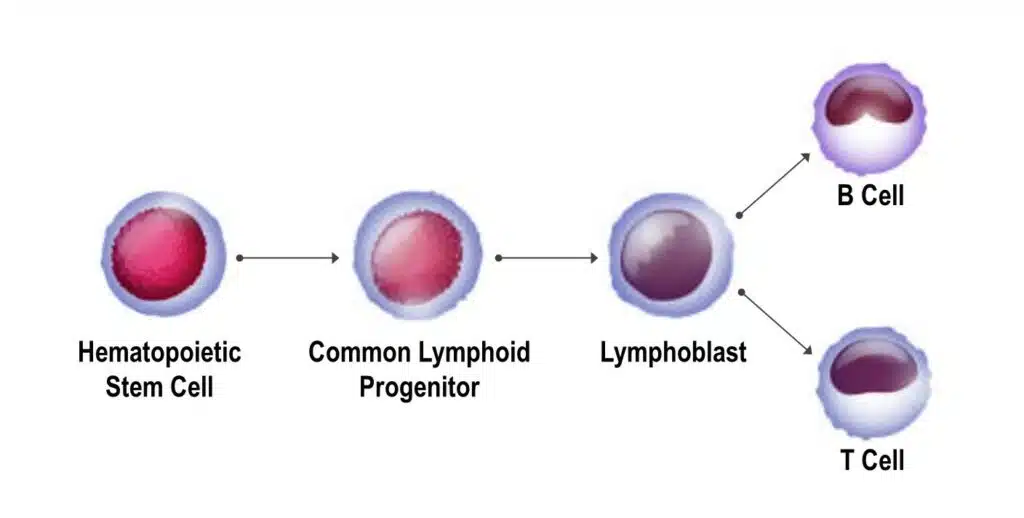 T Cell and B Cell Development from Hematopoietic Stem Cells