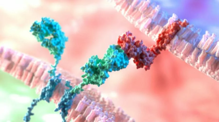 T-cell receptor attaching to cancer peptide