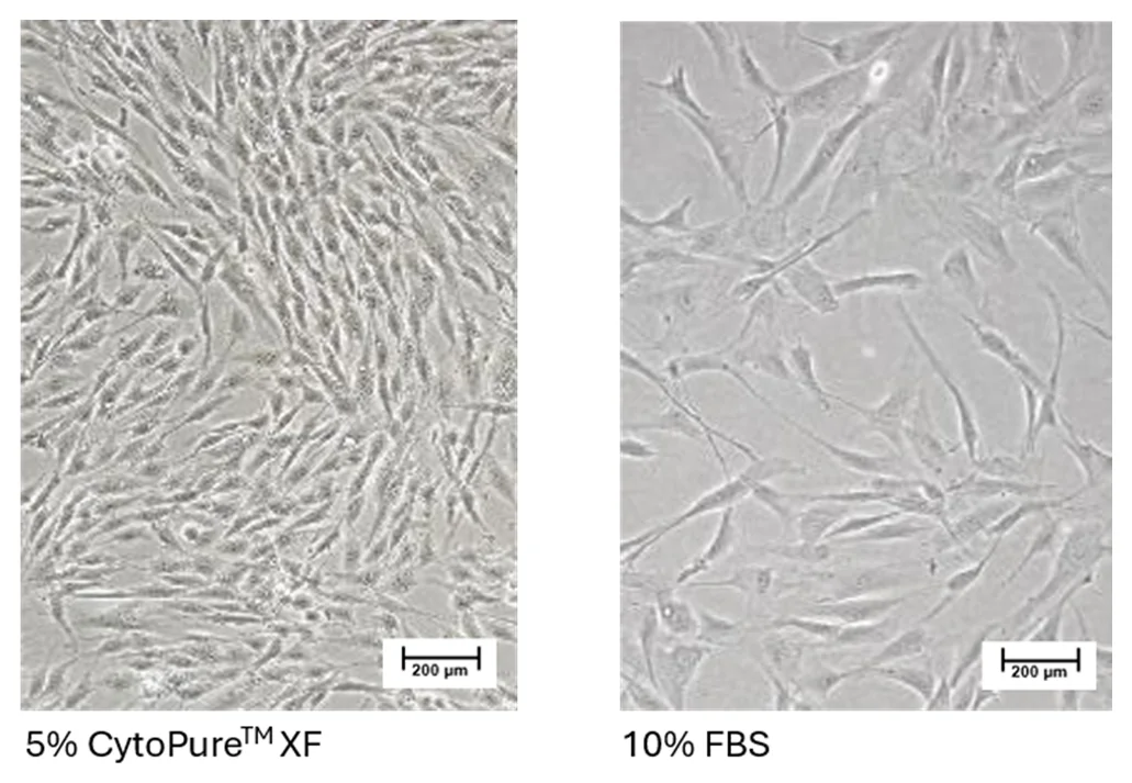 Matched-passage phase contrast morphology of primary human MSCs cultured in 5% CytoPure XF compared with 10% FBS
